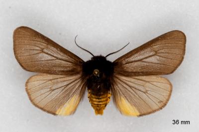 Epatolmis luctifera