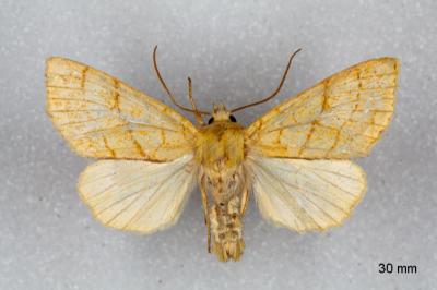 Tiliacea citrago