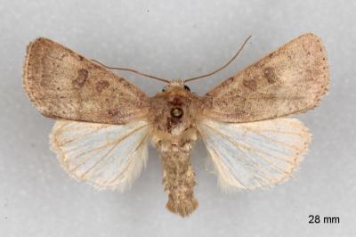 Hoplodrina hesperica