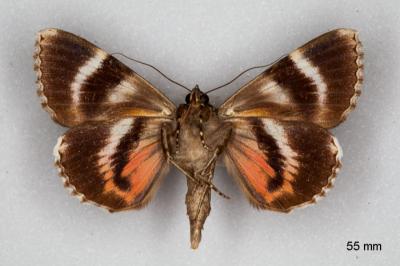 Catocala coniuncta