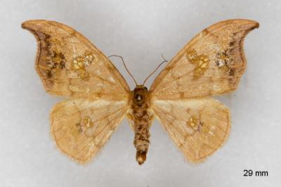 Sabra harpagula