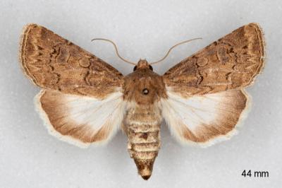 Agrotis bigramma