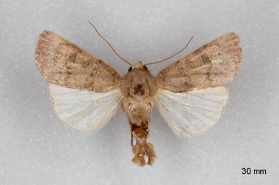 Hoplodrina hesperica