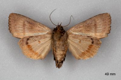 Amphipyra pyramidea