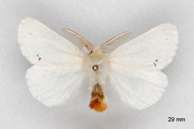 Euproctis chrysorrhoea