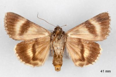 Catocala nymphagoga