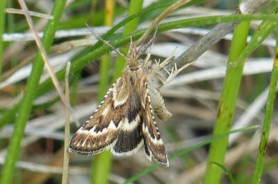 Synaphe diffidalis