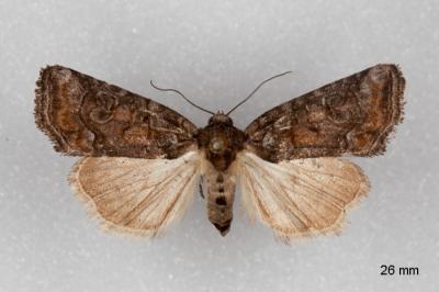 Bryophila ravula