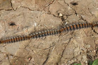 Thaumetopoea pityocampa