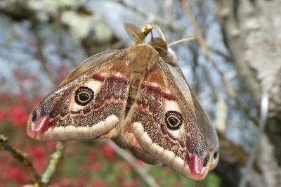 Saturnia pavonia