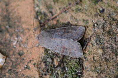 Orthosia populeti