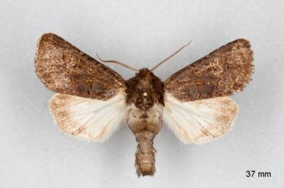 Tholera cespitis