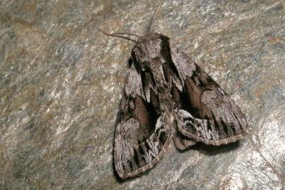 Hyppa rectilinea