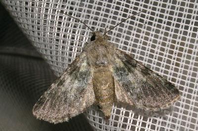 Hadena caesia