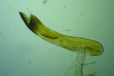 Scotopteryx mucronata