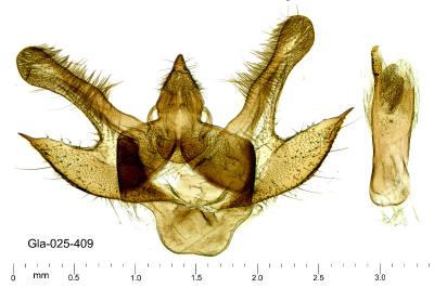 Isturgia murinaria