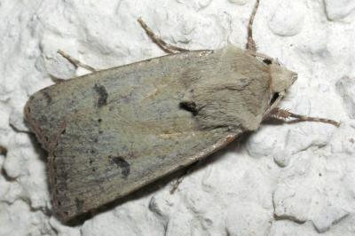 Agrotis trux