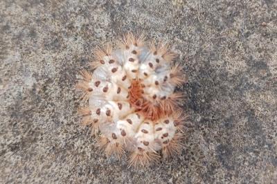 Cymbalophora pudica