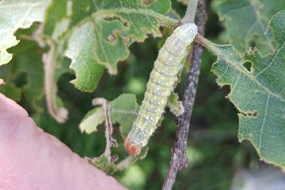 Polyploca ridens
