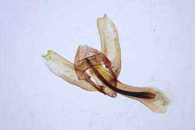Charissa glaucinaria juravolans