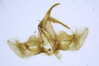 Catoptria permutatellus