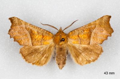 Scoliopteryx libatrix