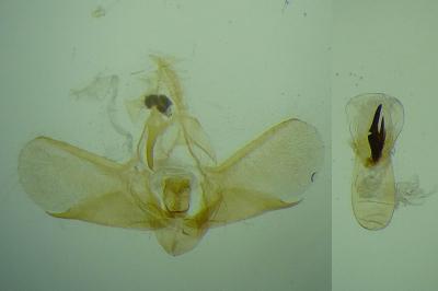 Scoparia manifestella