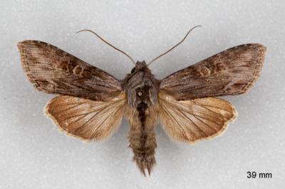 Cucullia gnaphalii