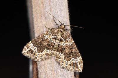 Lampropteryx otregiata