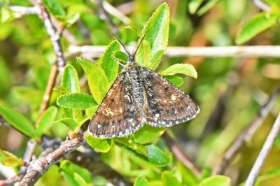 Isturgia famula