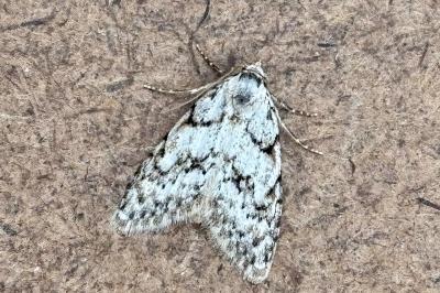 Nola cicatricalis