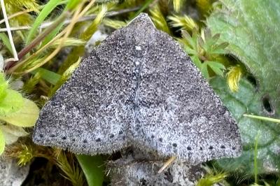 Aleucis distinctata