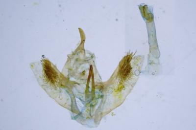 Ennomos quercinaria