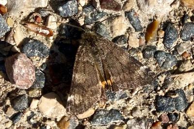 Boudinotiana notha