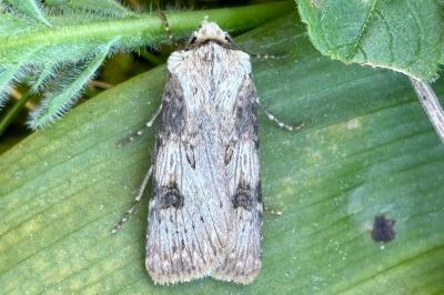 Agrotis puta