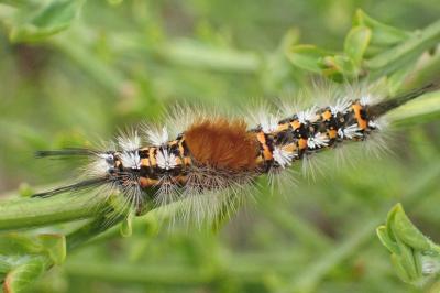 Orgyia recens