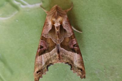 Phlogophora meticulosa