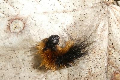 Arctia plantaginis