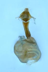 Xestia castanea