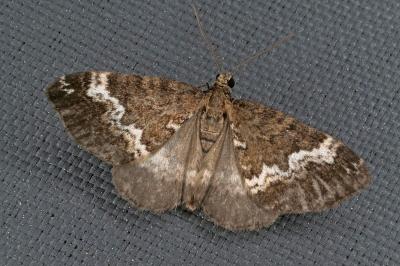 Perizoma affinitata