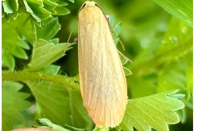 Wittia sororcula