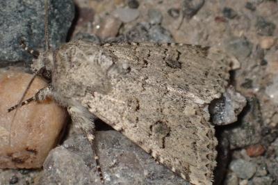 Anarta stigmosa atlantica