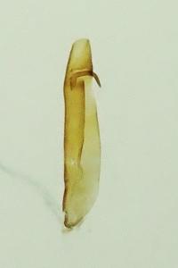 Nola cicatricalis