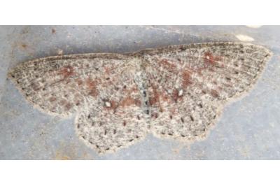 Cyclophora pendularia