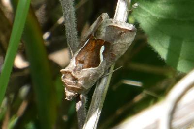 Macdunnoughia confusa