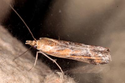 Ancylosis cinnamomella
