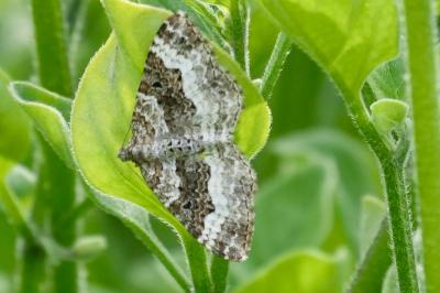 Epirrhoe alternata
