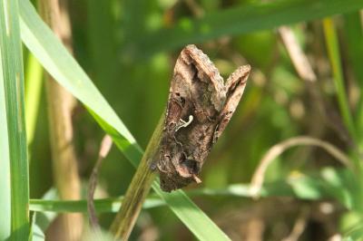 Autographa gamma