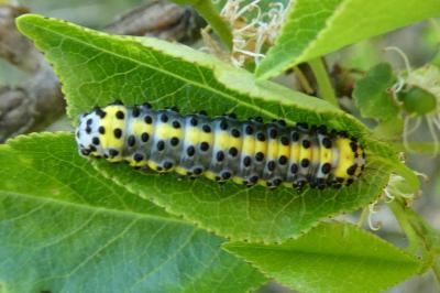 Diloba caeruleocephala