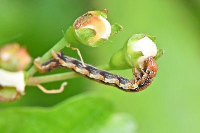 Erannis defoliaria